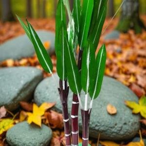 Golu Dolls Handicrafts – Artificial Sugar Cane Tree (2 Ft)