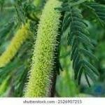 Prosopis Juliflora Live Green Fruits Plant,