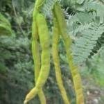 Prosopis Juliflora Live Green Fruits Plant,