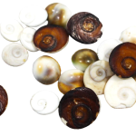 Bazriya Natural Gomati Chakra for Lakshmi Pooja | Health, Wealth, Positivity & Astro Remedies | 21 Pieces Original Sacred Stones for Spiritual Prosperity