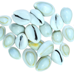 Natural White Cowrie Shells (Kawdi/Kaudi) – Set of 20 | Cleaned Sea Shells for Crafts, Puja, Rakhi Making, Jewelry, Vastu, and Decoration