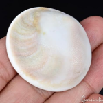 Big Size Gomati Chakra Original Natural – Brown Spiral Gomathi Chakram for Vishnu Mahalakshmi Pooja & Vastu