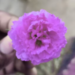 Elsa Organic Sanjeevani booti (5 kali in pack) Laxman Booti / lakshaman booti plant Kali, living plant, it is a plant not a seed