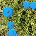 Elsa Organic Sanjeevani booti (5 kali in pack) Laxman Booti / lakshaman booti plant Kali, living plant, it is a plant not a seed