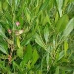 Fresh Virali Leaves (Dodonaea viscosa), Bantheri Leaves, 1 kg, Fresh Green Leaves, Natural Pain Relief