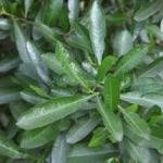 Fresh Virali Leaves (Dodonaea viscosa), Bantheri Leaves, 1 kg, Fresh Green Leaves, Natural Pain Relief